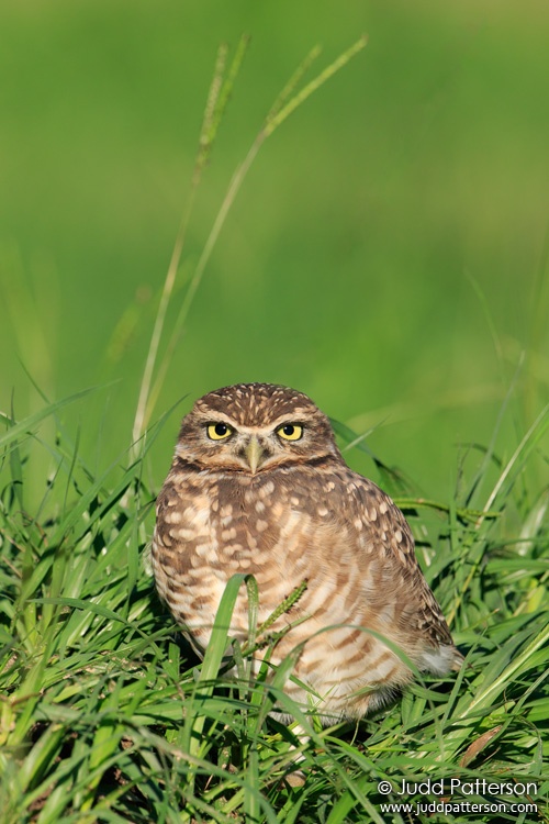 Burrowing Owl, Santa Fe, Santa Fe, Argentina
